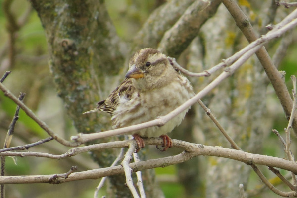 Rock Sparrow