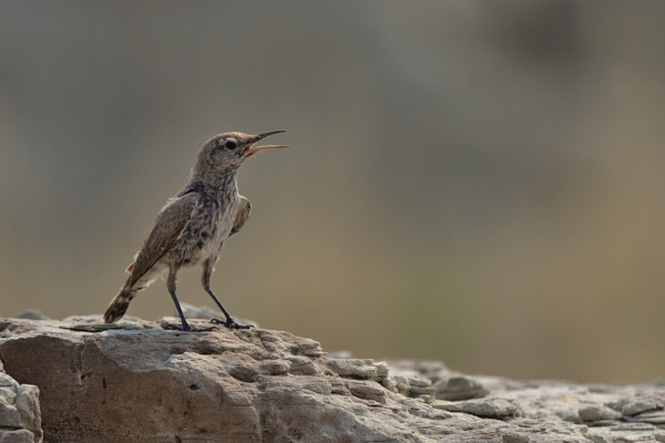 Rock Wren
