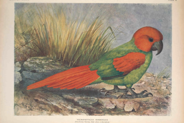 Rodrigues Parrot