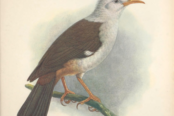 Rodrigues Solitaire
