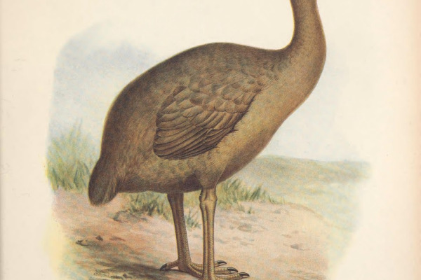 Rodrigues Solitaire