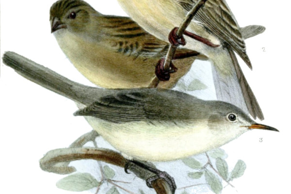 Rodrigues Warbler