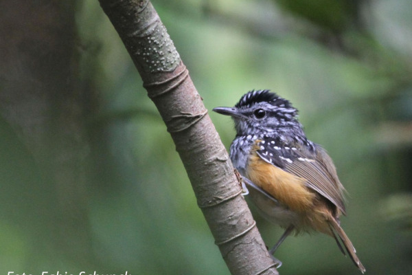 Rondon's Antwren
