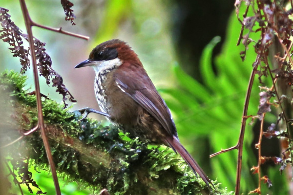 Roraima Tapaculo