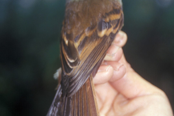 Roraiman Flycatcher