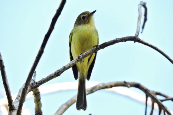 Roraiman Tyrannulet