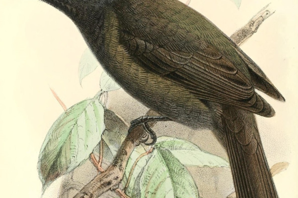 Roraiman Tyrant-Manakin