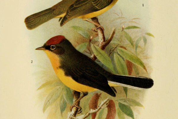 Roraiman Warbler