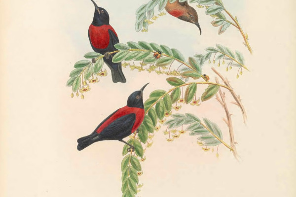 Rose-banded Honeyeater