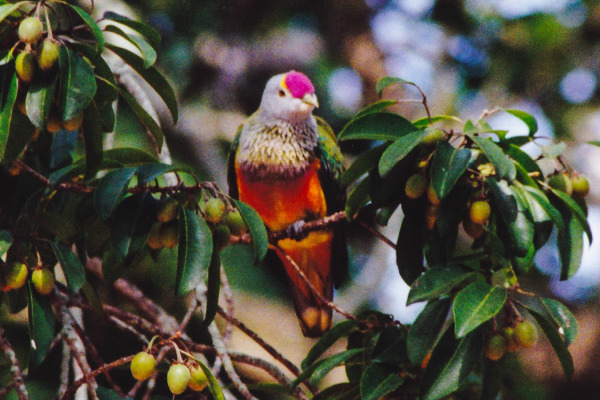 Rose-crowned Fruit Dove
