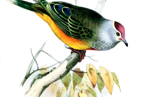 Rose-crowned Fruit Dove