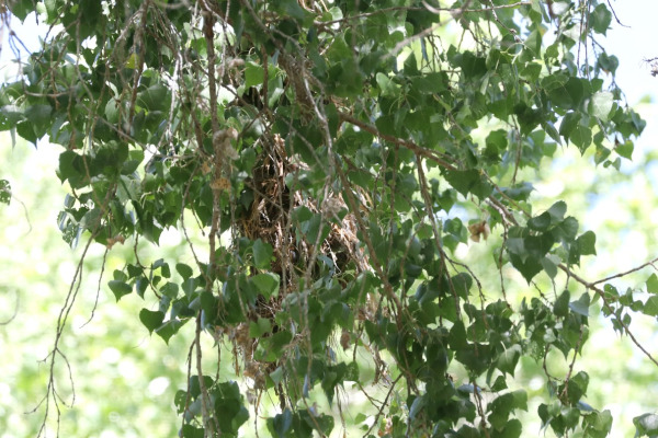 Rose-throated Becard