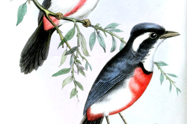 Rose-throated Tanager