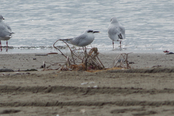 Roseate Tern