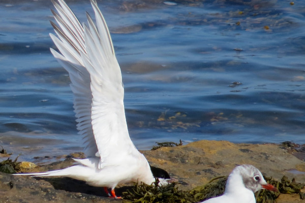 Roseate Tern