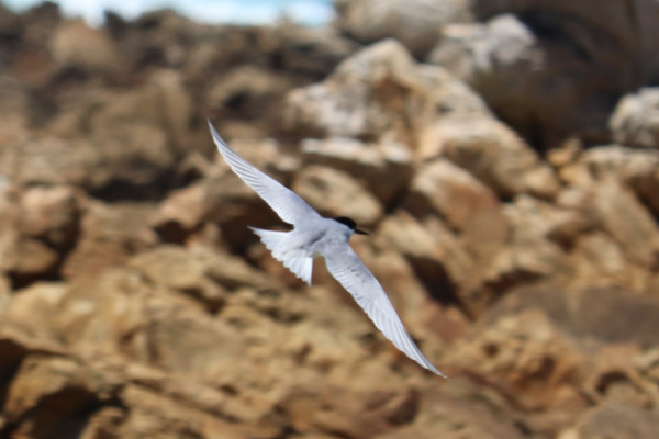 Roseate Tern