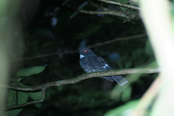 Rosenberg's Nightjar