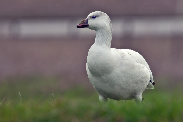 Ross's Goose