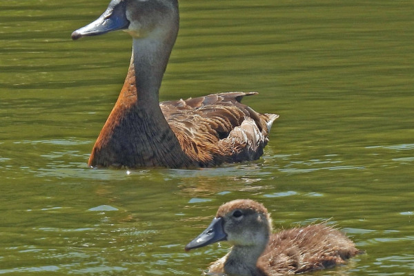 Rosy-billed Pochard