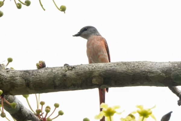 Rosy Minivet
