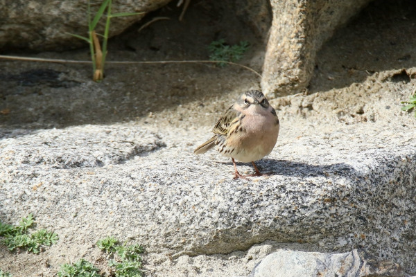 Rosy Pipit