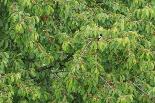 Rosy Starling