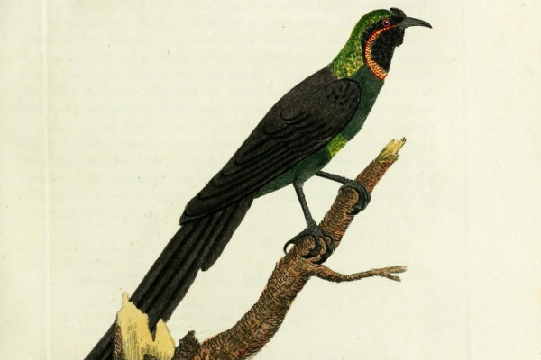 Rothschild's Astrapia