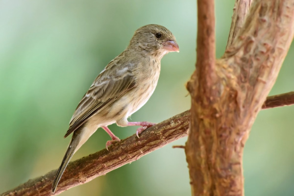 Rothschild's canary