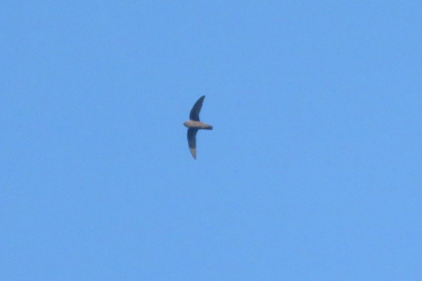 Rothschild's Swift