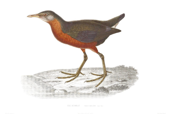 Rouget's Rail