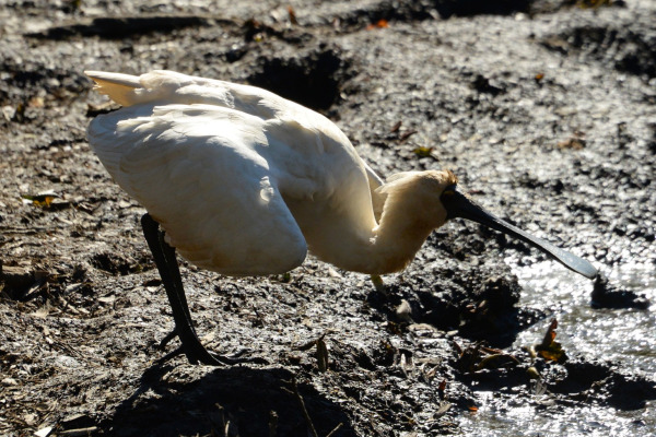 Royal Spoonbill