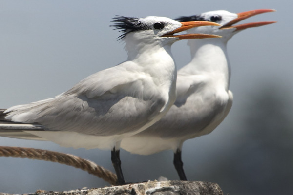 Royal Tern