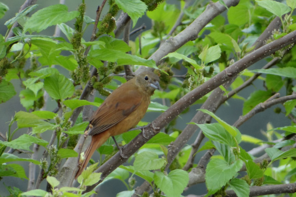 Ruby-crowned Tanager