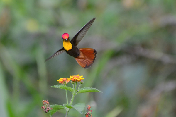 Ruby-topaz hummingbird