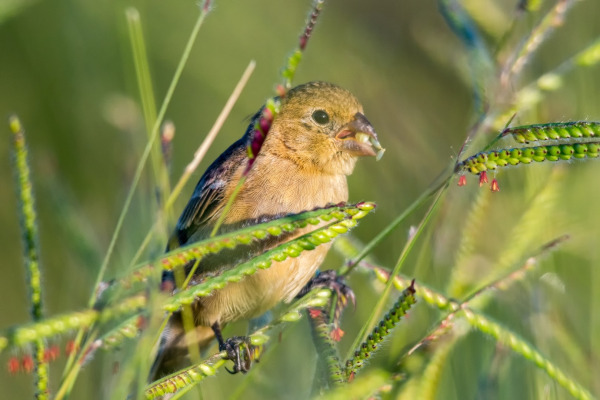 Ruddy-breasted Seedeater
