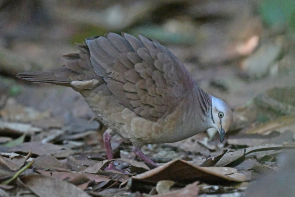 Ruddy-capped Nightingale-Thrush