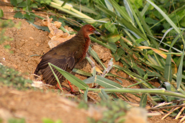Ruddy Crake