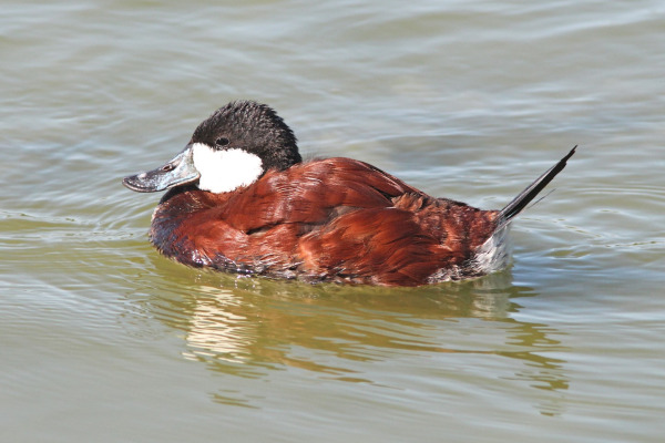 Ruddy Duck