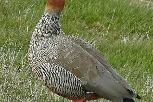 Ruddy-headed Goose
