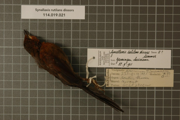 Ruddy Spinetail