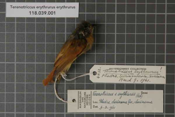 Ruddy-tailed Flycatcher