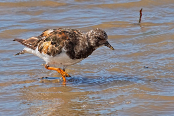 Ruddy Turnstone