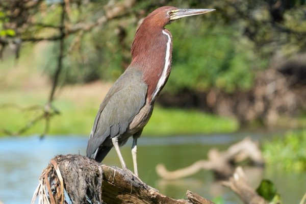 Rufescent Tiger-Heron