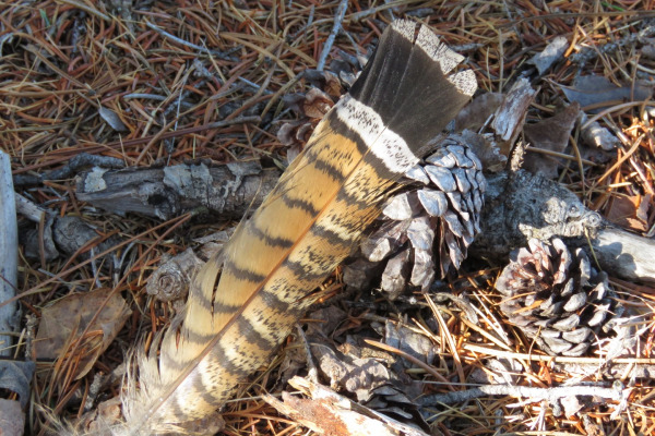 Ruffed Grouse