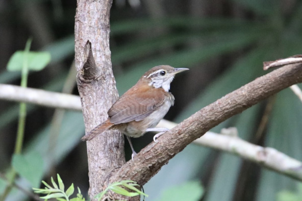 Rufous-and-white Wren