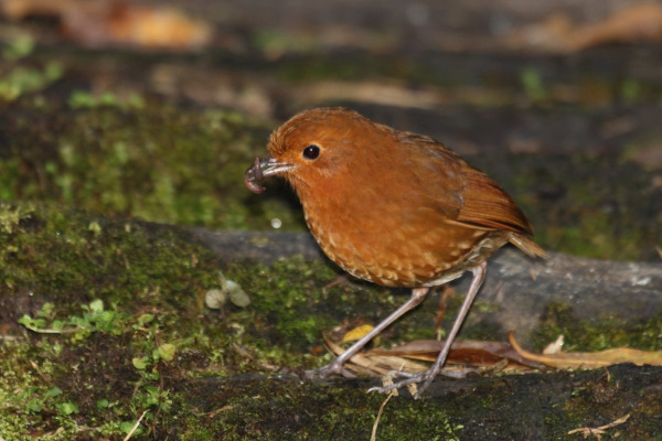 Rufous Antpitta