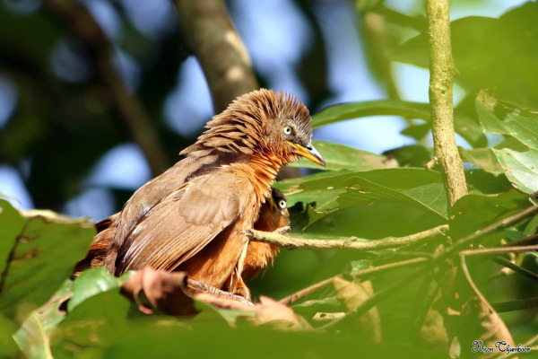 Rufous Babbler