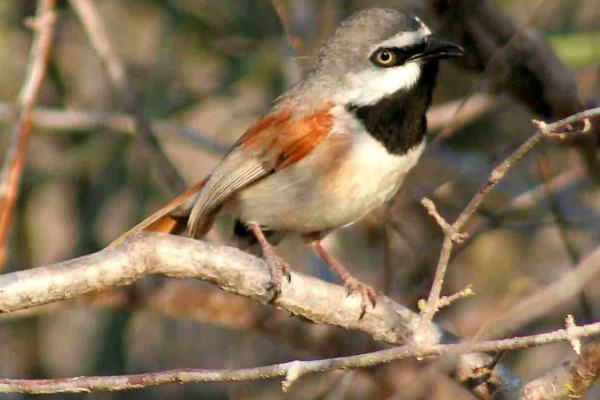 Rufous-backed Honeyeater