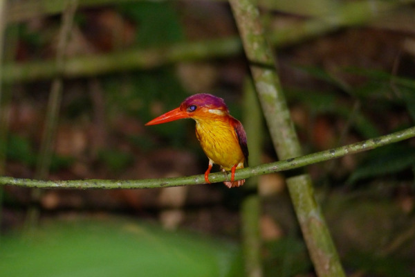 Rufous-backed Kingfisher