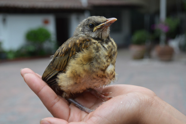 Rufous-backed Robin